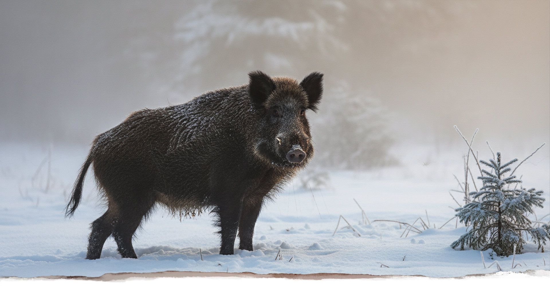 Hochsitz, Ansitzleiter, Reviereinrichtung, Jägersitze, Jäger, Revier, Drückjagdleiter, Jagdubehör, Forst, Holz, Jagdkanzel, offene Kanzel, Scherenleiter, Kanzel, geschlossene Kanzel, Ansitzeinrichtungen, Reviereinrichtungen, Hochsitz, Jagdsitze, Drückjagdböcke, Jägersitze, Jagdsitze, Hochsitze, Hochsitz, Schlafkanzeln, mobile Ansitzeinrichtungen, Panoramakanzeln, Scherenleitern, Baumleitern, Jagdzubehör, Jühnde, Scheden, Dransfeld, vom Jäger für Jäger, handgefertigte Ansitzeinrichtungen