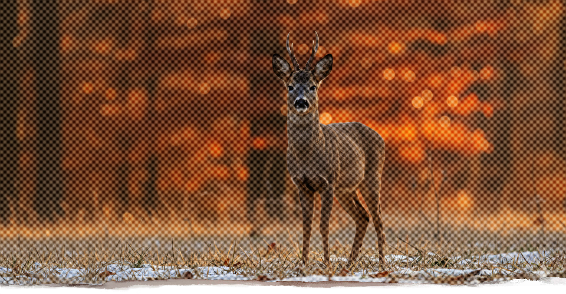 Hochsitz, Ansitzleiter, Reviereinrichtung, Jägersitze, Jäger, Revier, Drückjagdleiter, Jagdubehör, Forst, Holz, Jagdkanzel, offene Kanzel, Scherenleiter, Kanzel, geschlossene Kanzel, Ansitzeinrichtungen, Reviereinrichtungen, Hochsitz, Jagdsitze, Drückjagdböcke, Jägersitze, Jagdsitze, Hochsitze, Hochsitz, Schlafkanzeln, mobile Ansitzeinrichtungen, Panoramakanzeln, Scherenleitern, Baumleitern, Jagdzubehör, Jühnde, Scheden, Dransfeld, vom Jäger für Jäger, handgefertigte Ansitzeinrichtungen